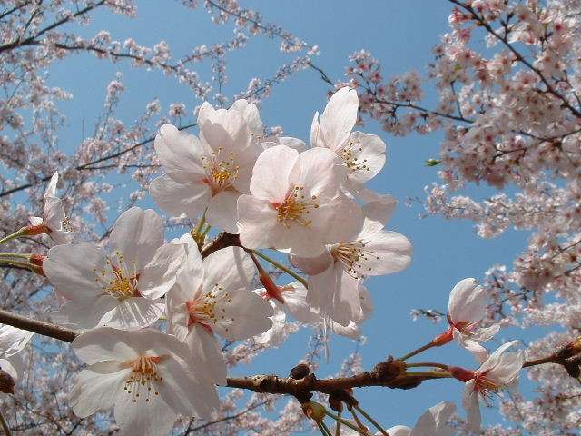 桜満開 入学式 シーズン  春 は リフォーム が おすすめ